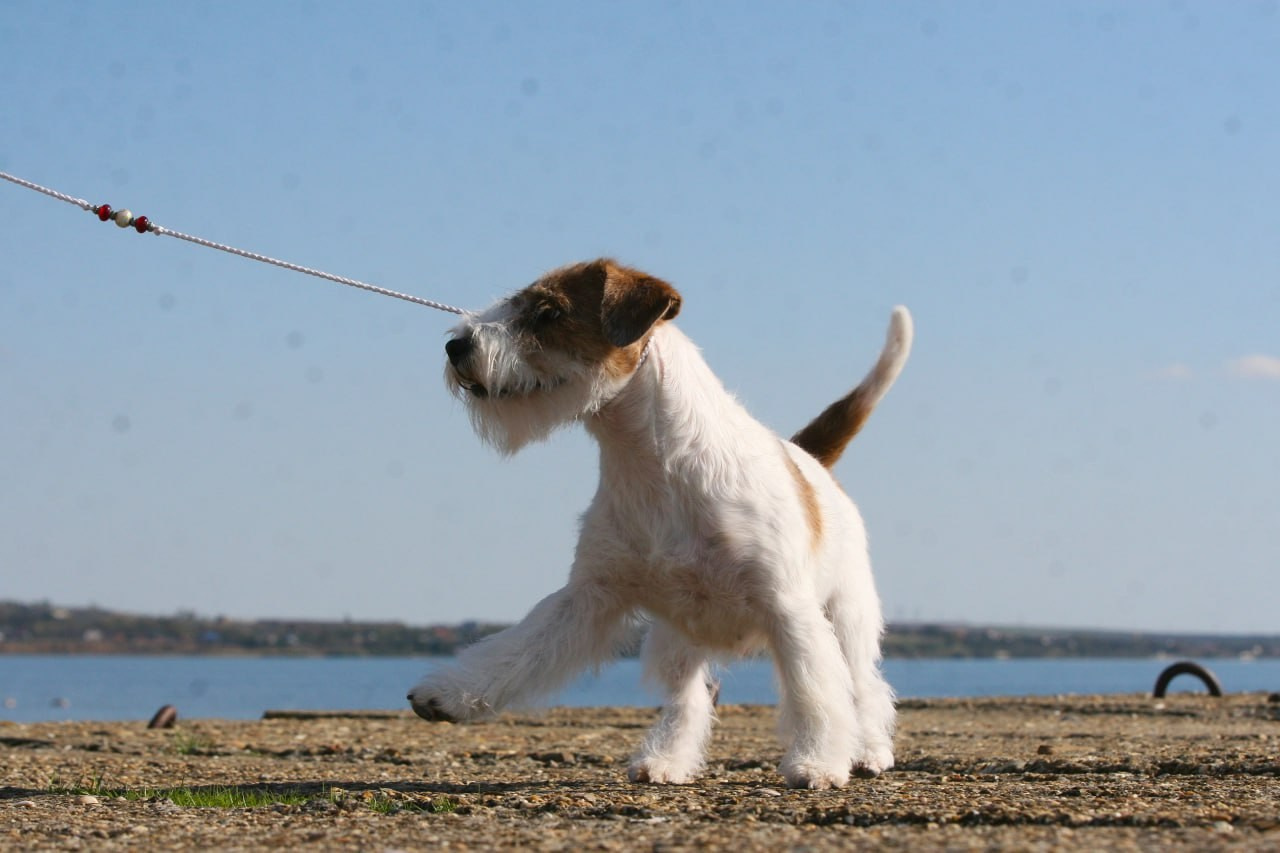 Lovely -Orange Team Spirit. Lovely-Orange питомник джек рассел терьеров