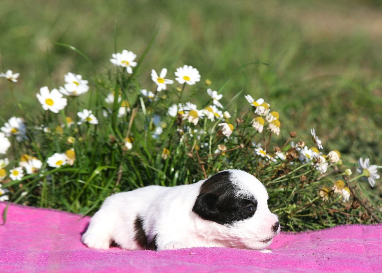 Сука 1. Lovely-Orange питомник джек рассел терьеров