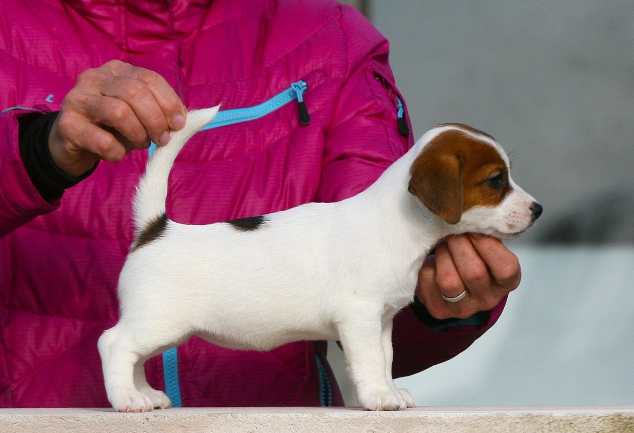 Сука 1. Lovely-Orange питомник джек рассел терьеров