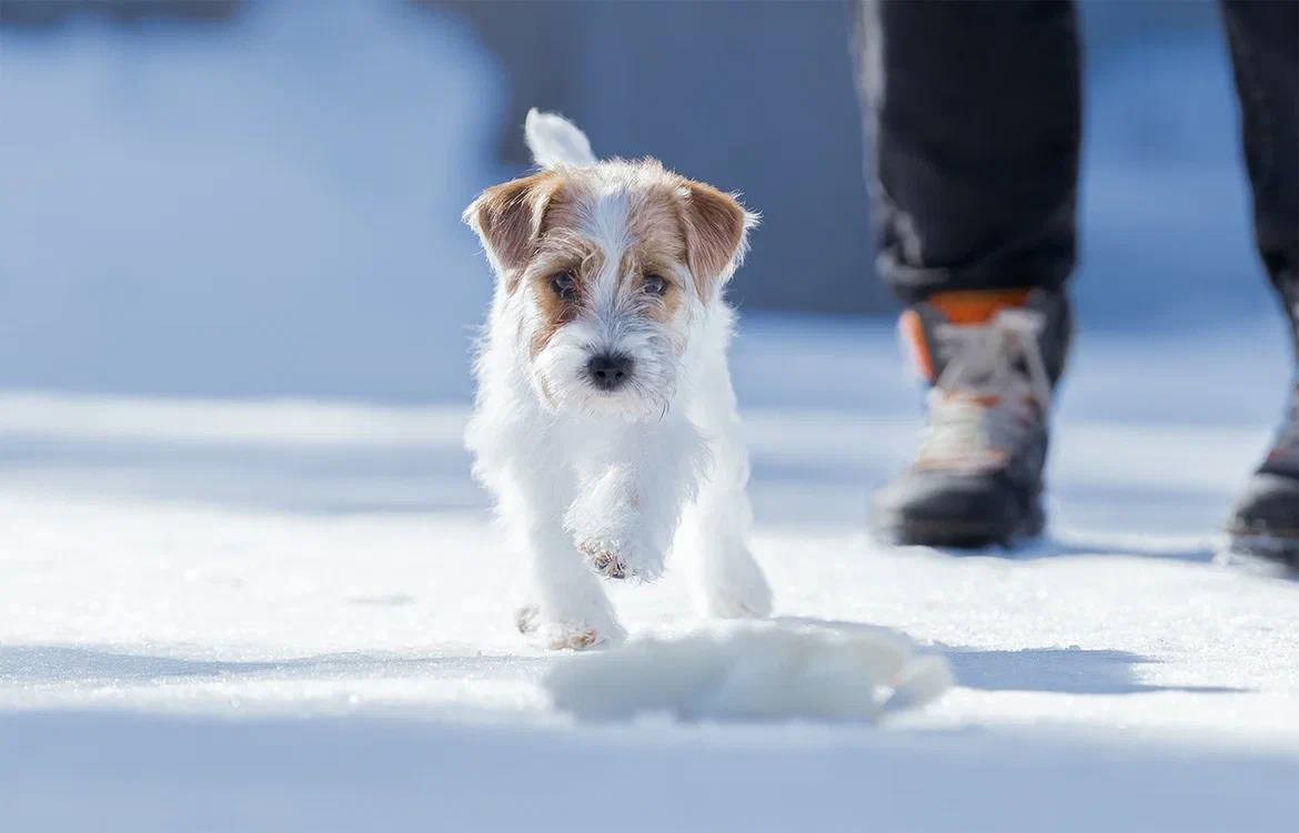 Сука 6. Lovely-Orange питомник джек рассел терьеров