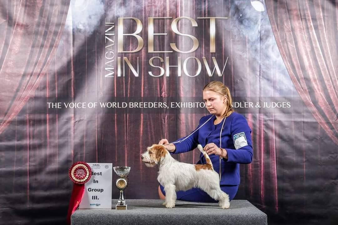 Lovely-Orange Candy Shop. Lovely-Orange питомник джек рассел терьеров