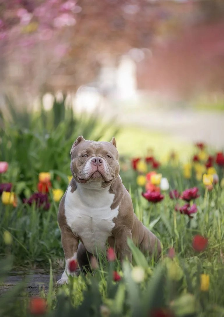 Булли покет кобель Евгур. ПИТОМНИК СОБАК ПОРОДЫ АМЕРИКАНСКИЙ БУЛЛИ