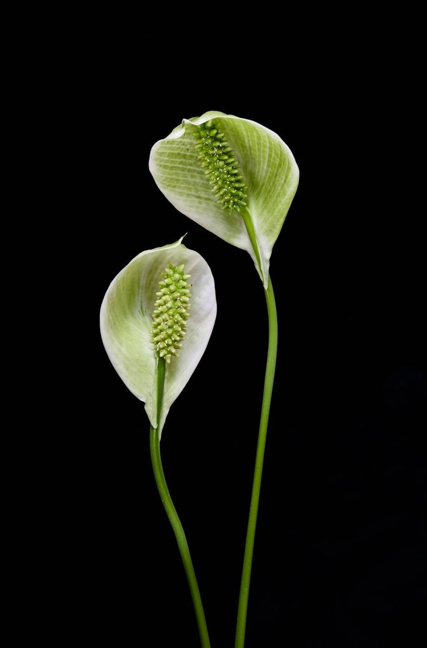 Ботаника. Елизавета БаковА