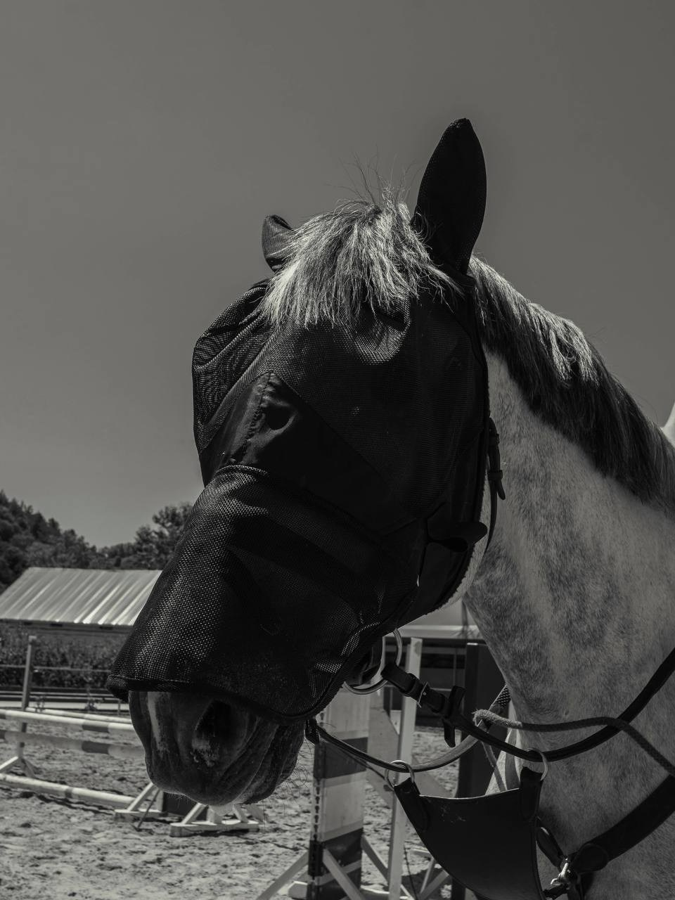 Фотосессия на конюшне в Сочи. Портфолио фотографа Анастасии Блохиной