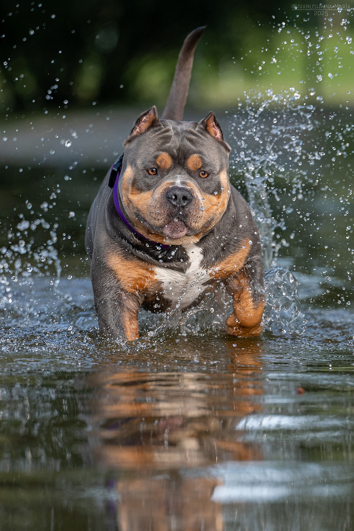 Фотограф-анималист. Фотограф собак в Москве и Московской области Иванушкина Мария