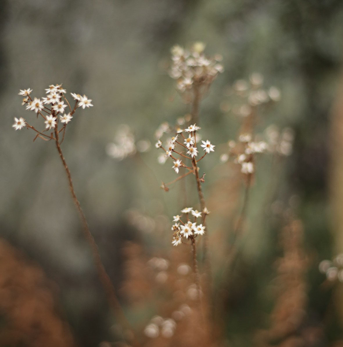 Просто красиво. Детский и семейный фотограф Барнаул Татьяна Губанова