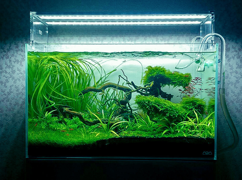 Портфолио пресноводных аквариумов. Максим Ерёмин. Home