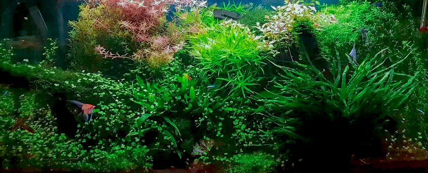 Портфолио пресноводных аквариумов. Максим Ерёмин. Home