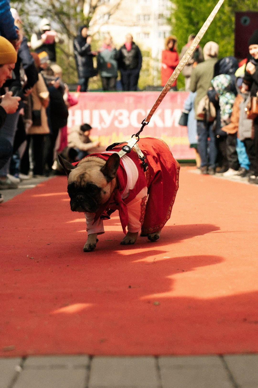 Парад Бульдогов. Axenov_eugene