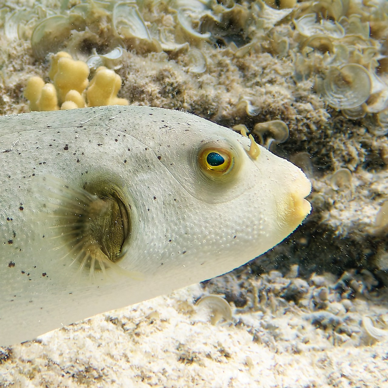 Мне посмотреть. Рыбов показываю