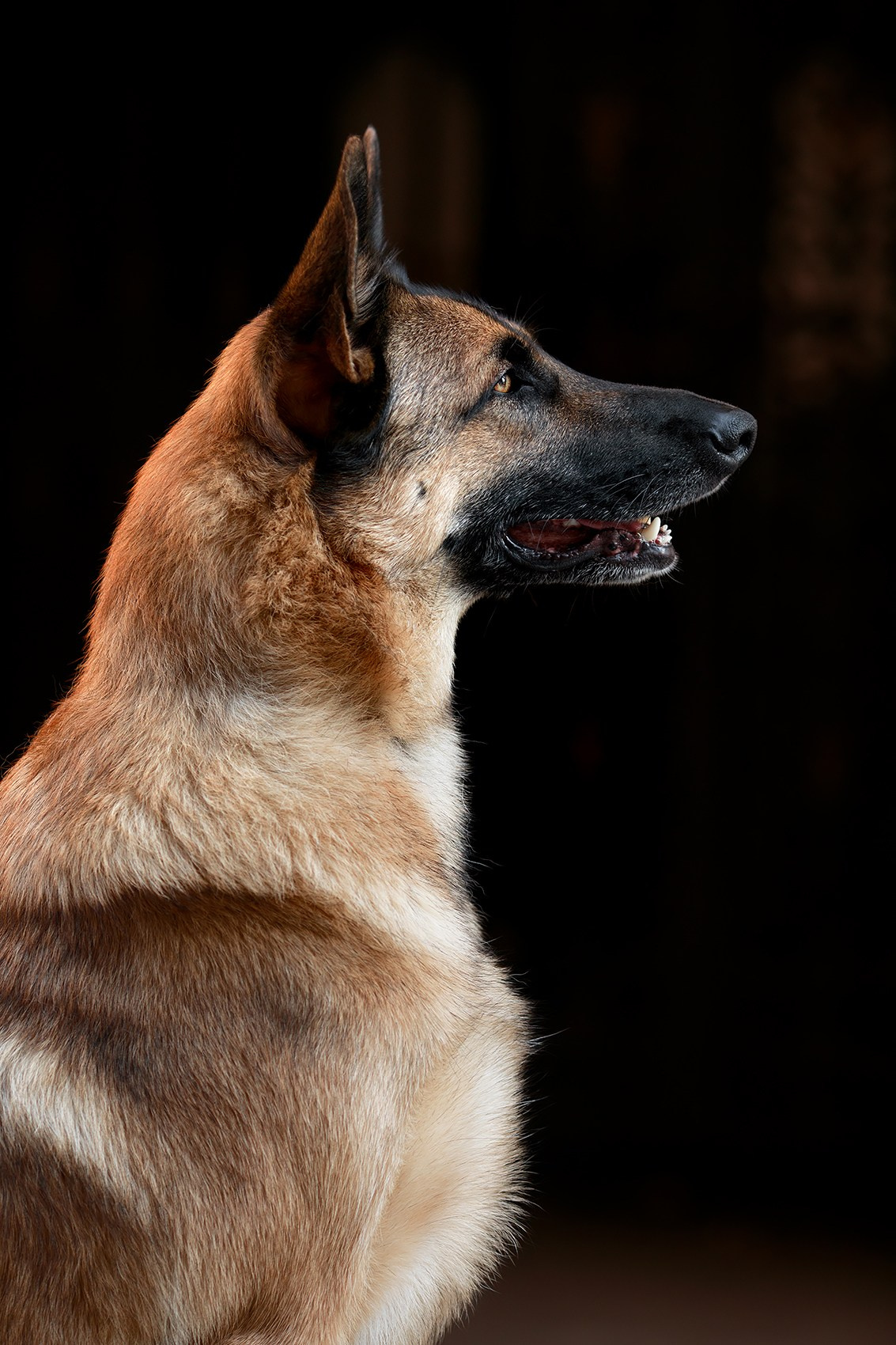 Алена, Кай и Мара. Фотограф-анималист Mary Mart — Москва, Питер
