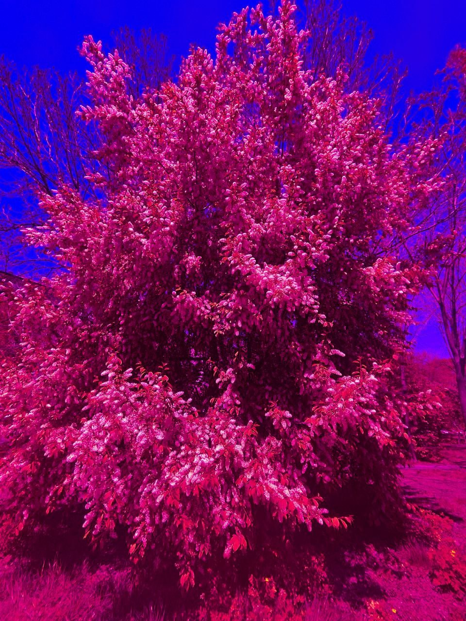 Natalya Konteyeva photographer