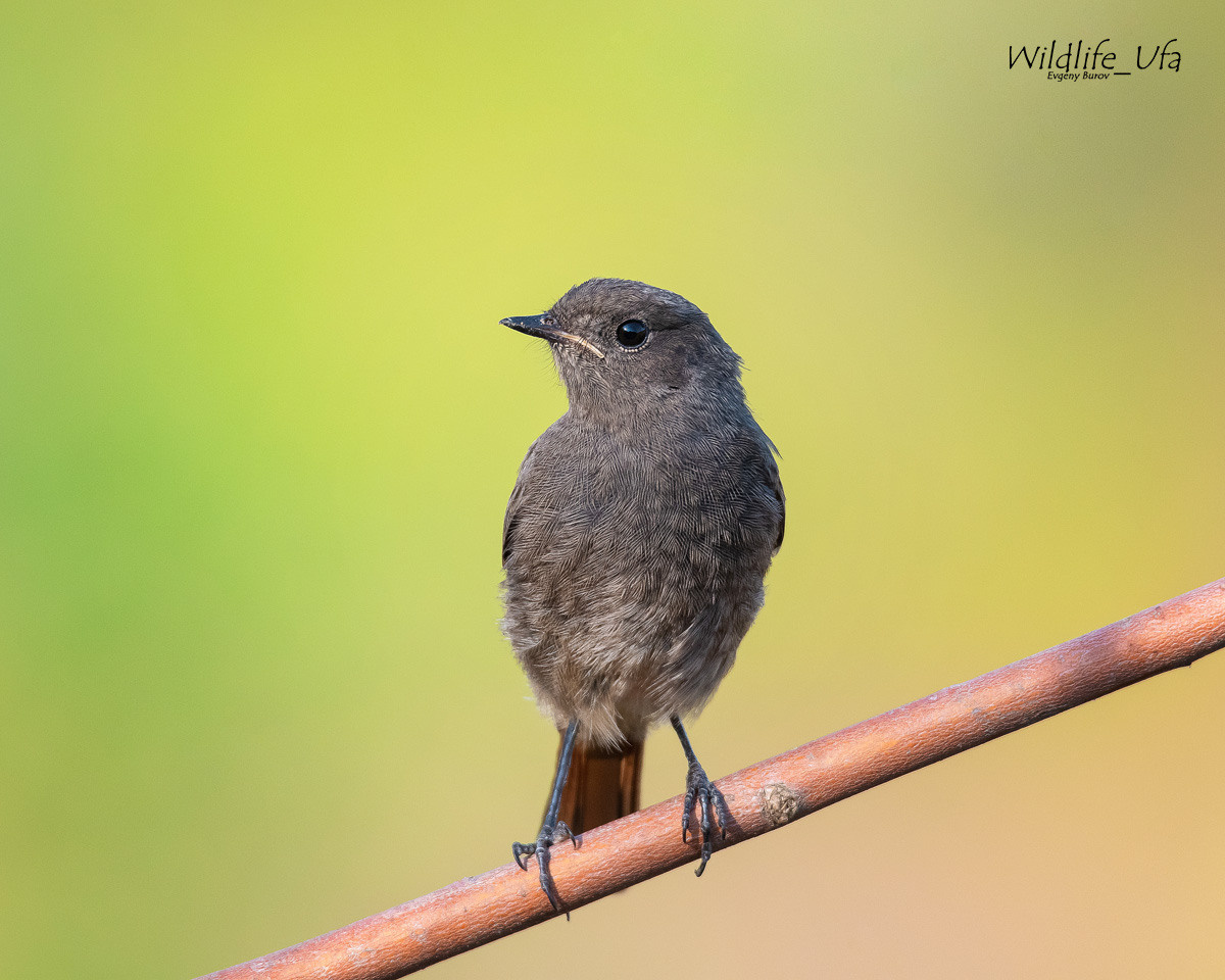 WildLife. Спортивный фотограф в Уфе Евгений Буров