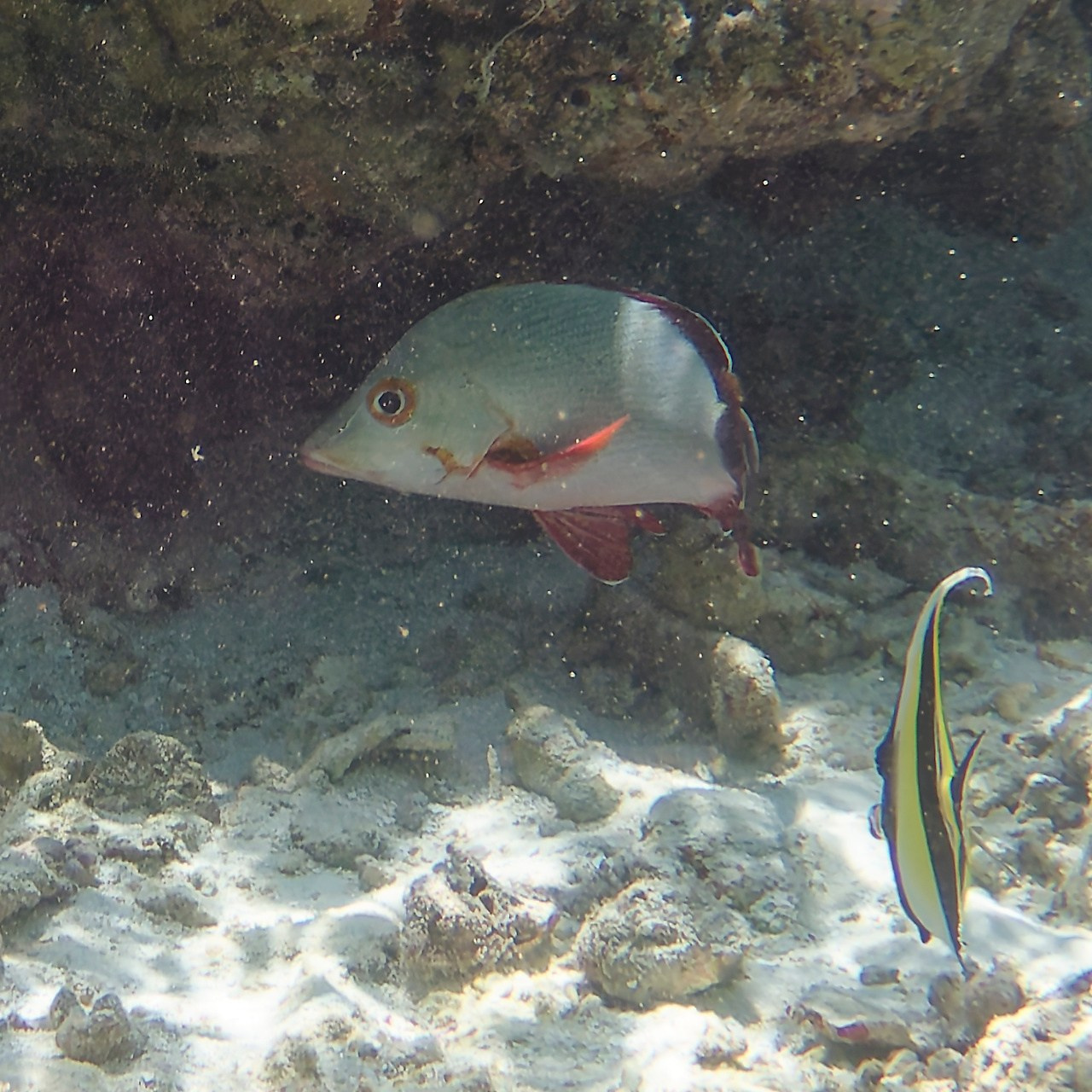 Мне посмотреть. Рыбов показываю