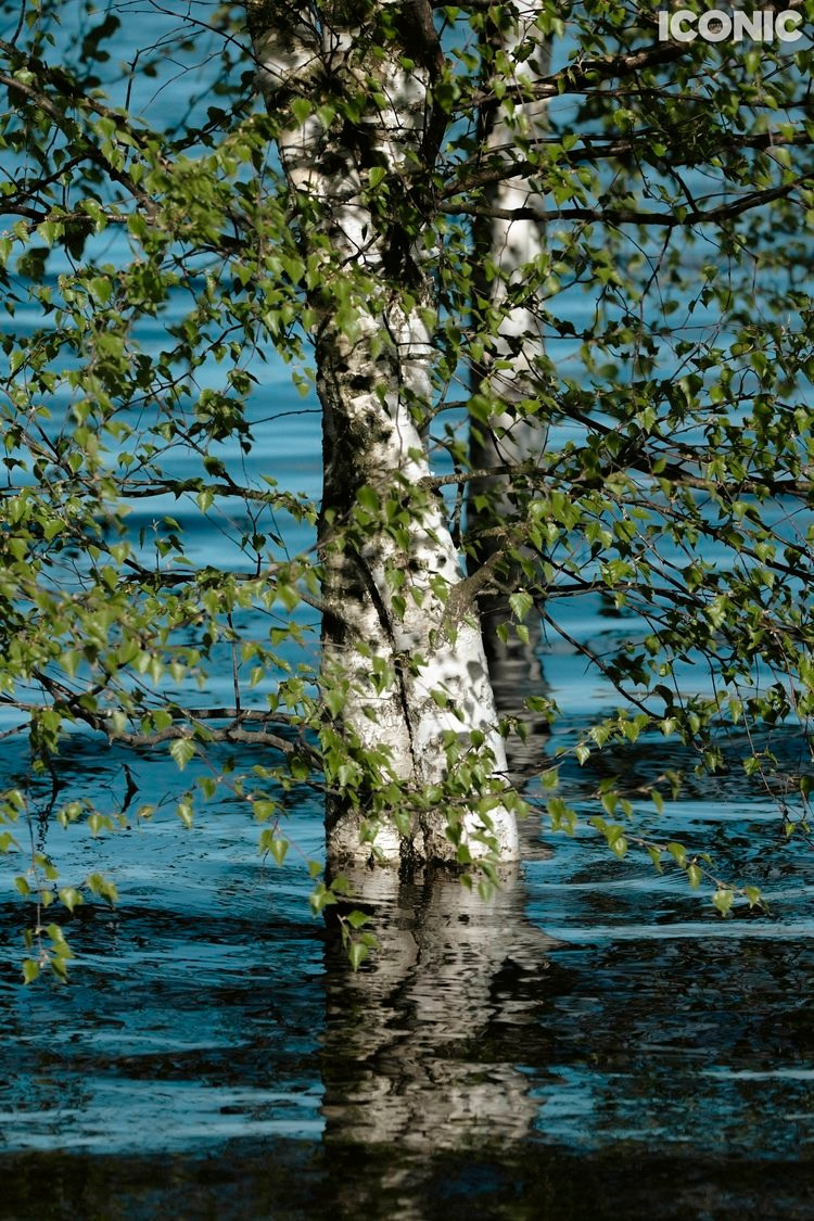 Iconic Artist. Фотографии Лены Соколовой