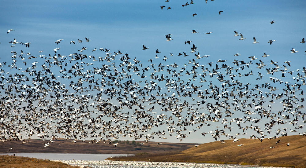 На полуострове гнездится свыше 100 видов пернатых, включая белых аистов, серых журавлей и других редких птиц 