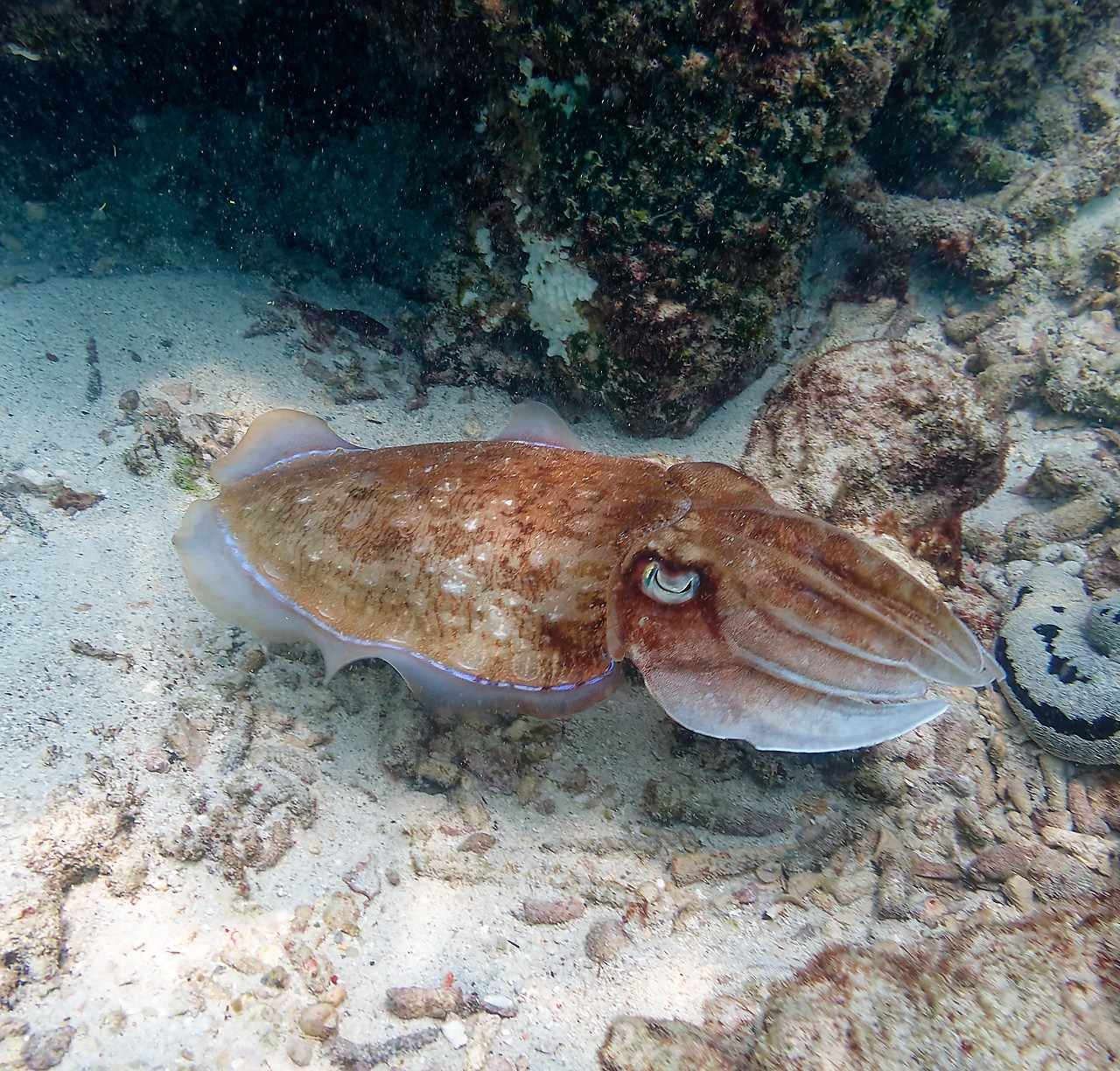 Мне посмотреть. Рыбов показываю