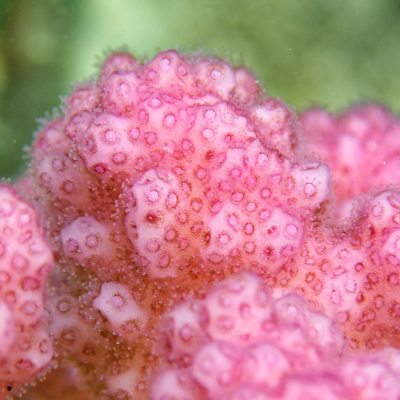 Мне посмотреть. Рыбов показываю