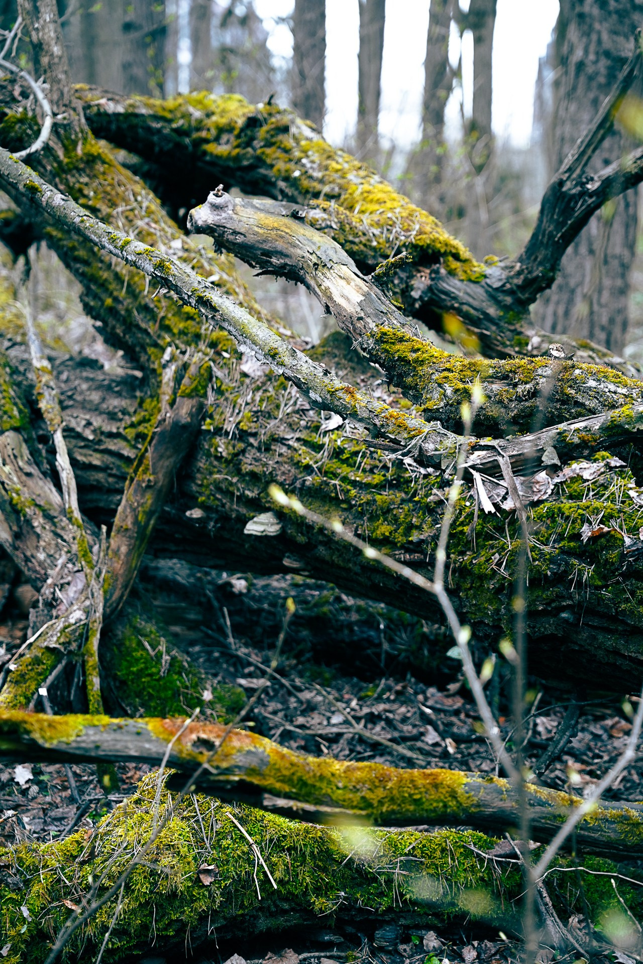 В кадре: Разбитая ваза. Объективно. Показываю жизнь через свои кадры