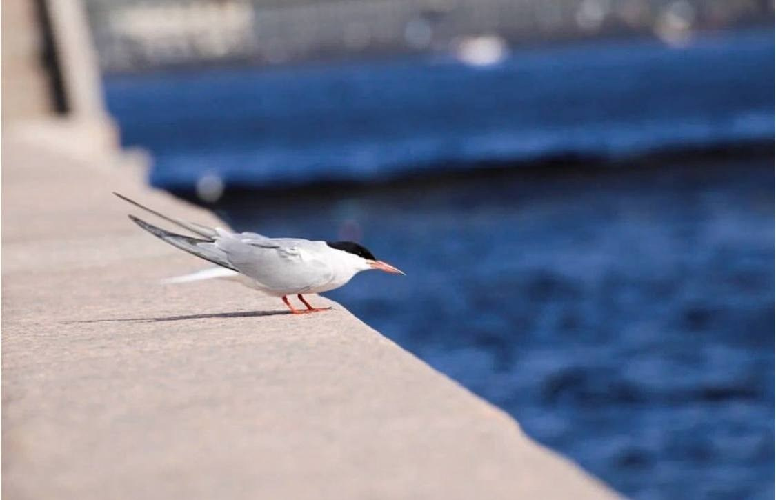 Птицы. Костюмер, художник кино и телевидения в спб