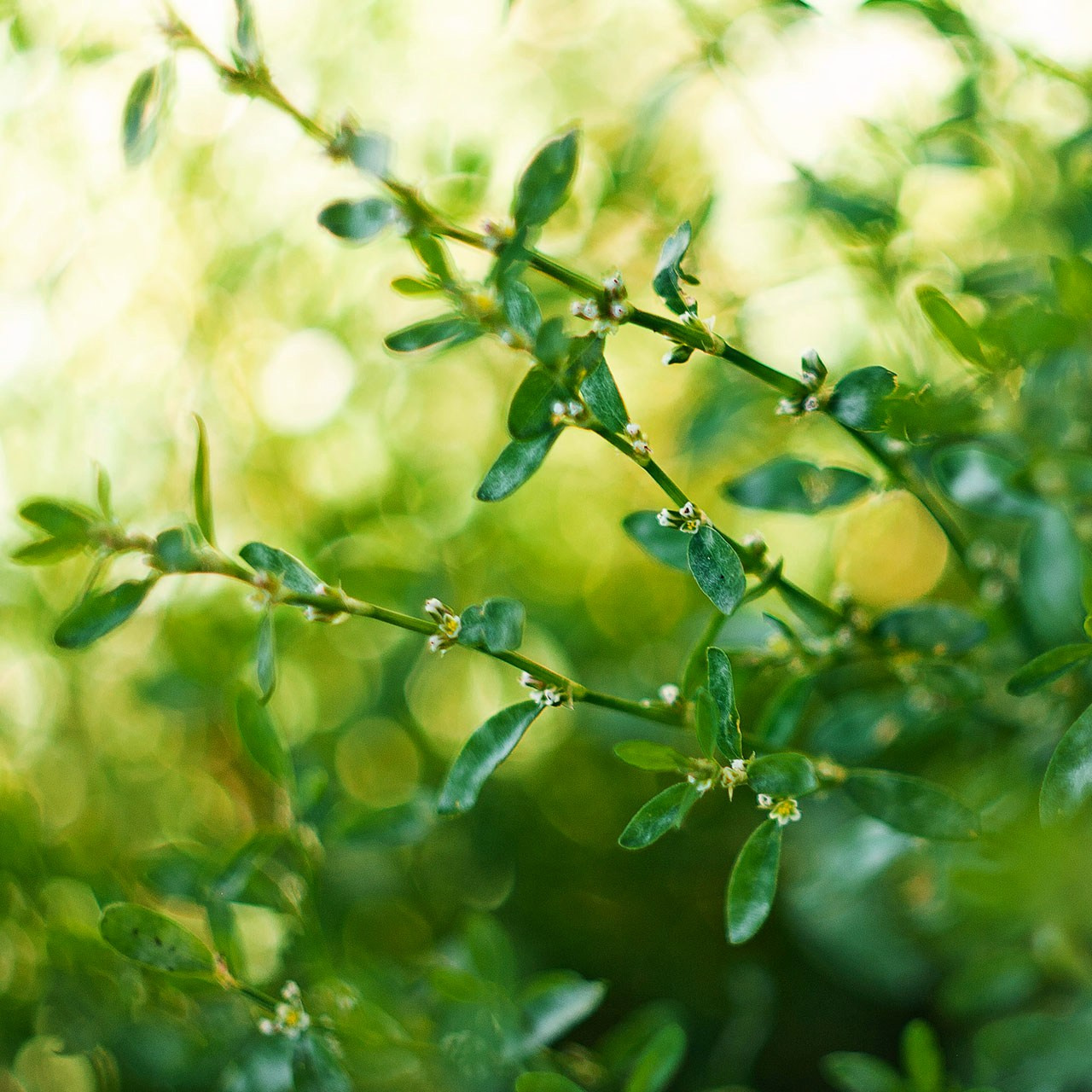 Травы. Природа севера