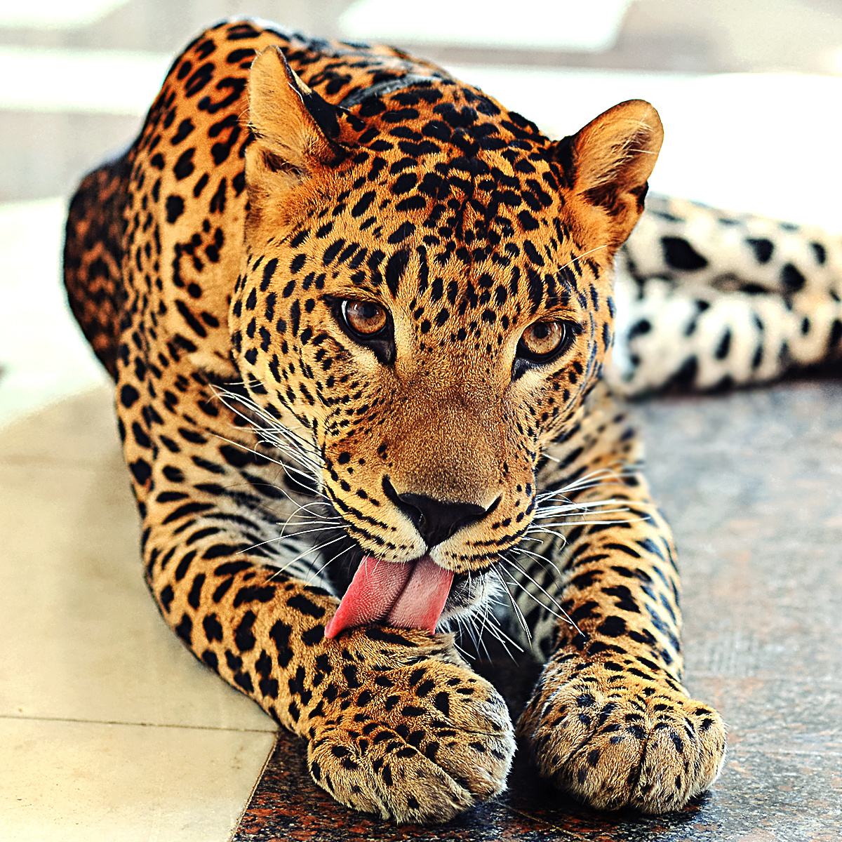 ЛАСКОВЫЙ ХИЩНИК. Фотограф Марина Герц