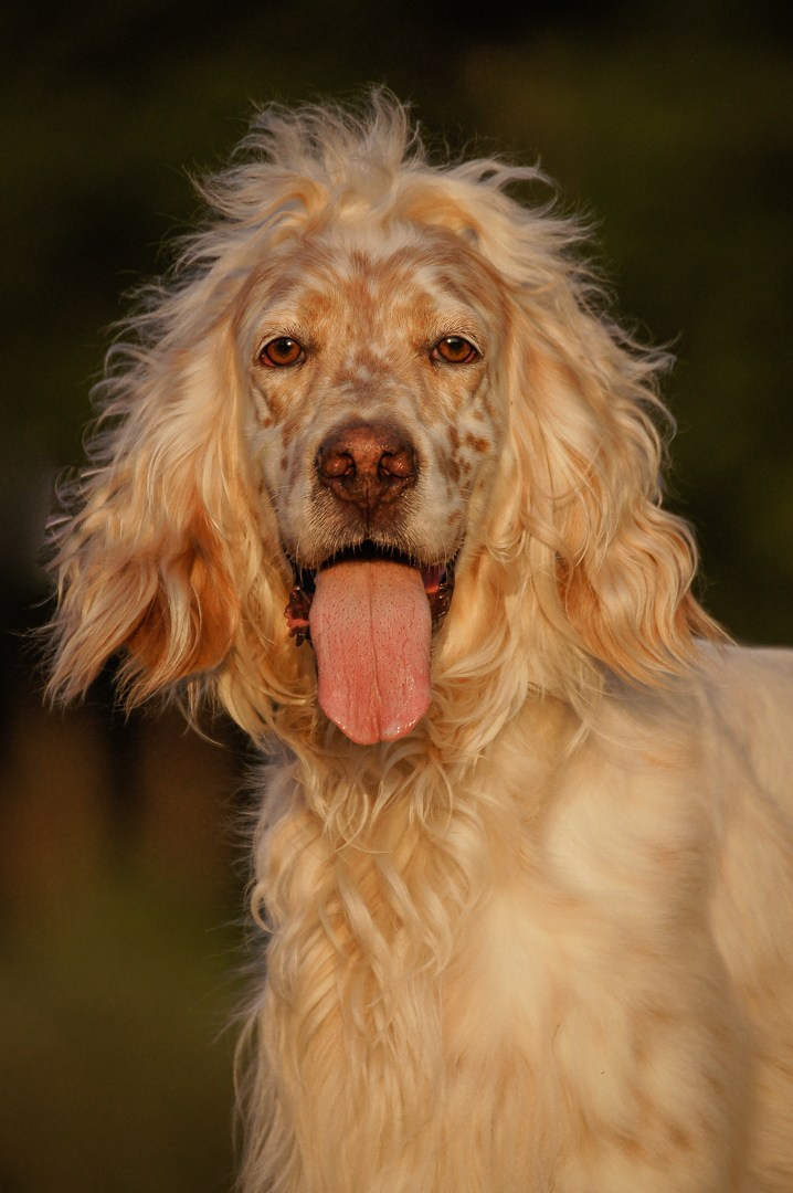 Собаки. Фотограф-анималист Нижний Новгород