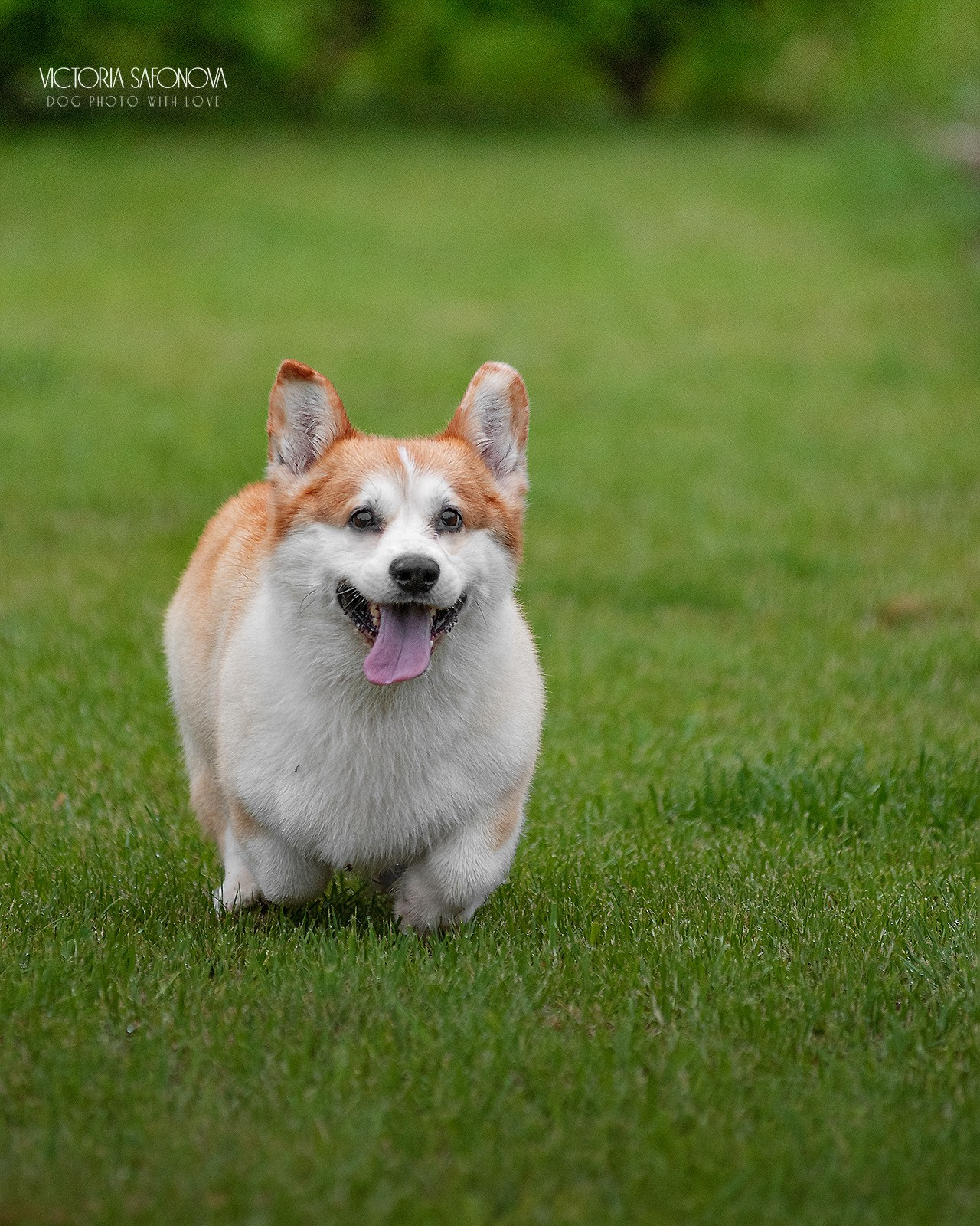 Локи 08.06.2023. Фотограф анималист Благовещенск. Сафонова Виктория
