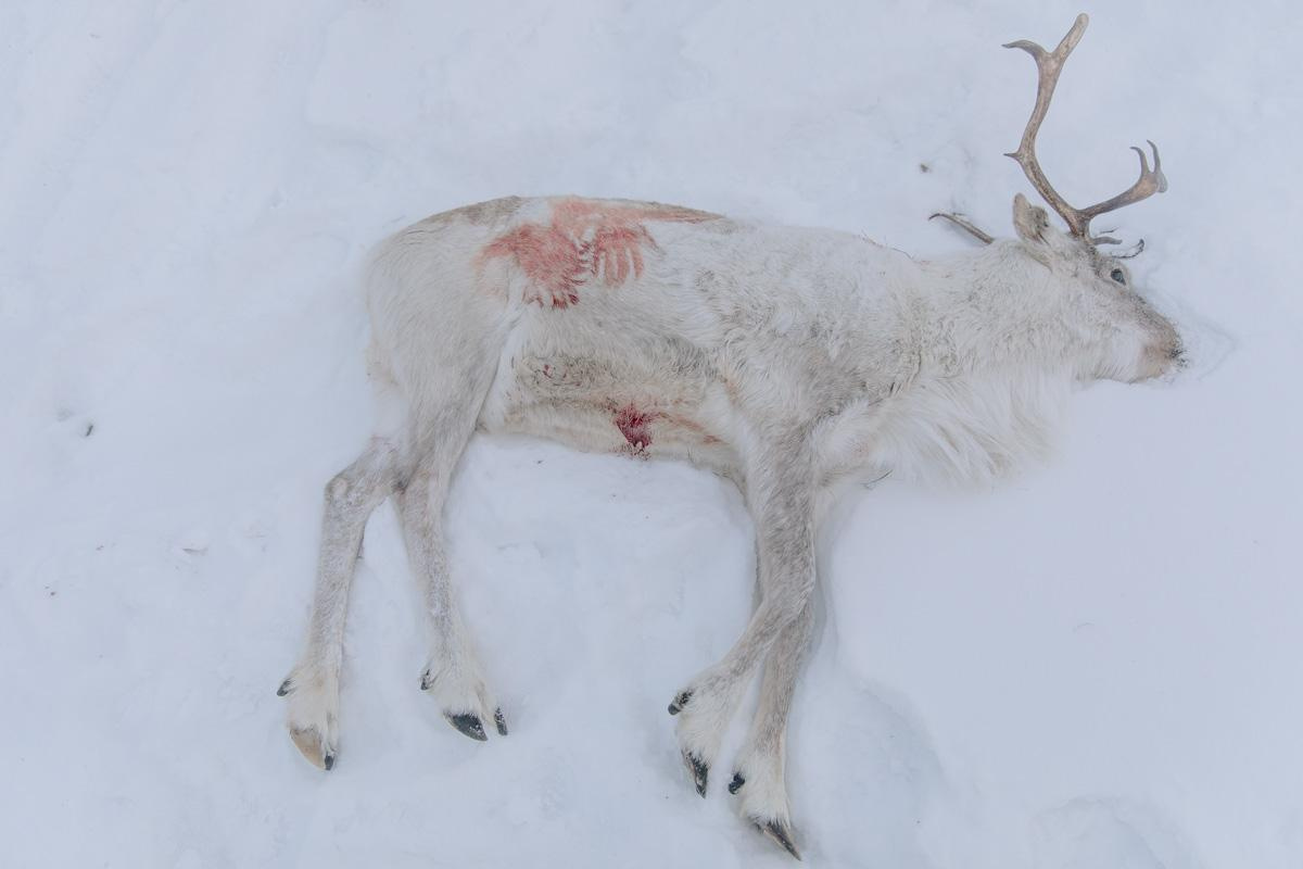 Dead body of a deer after slaughter.