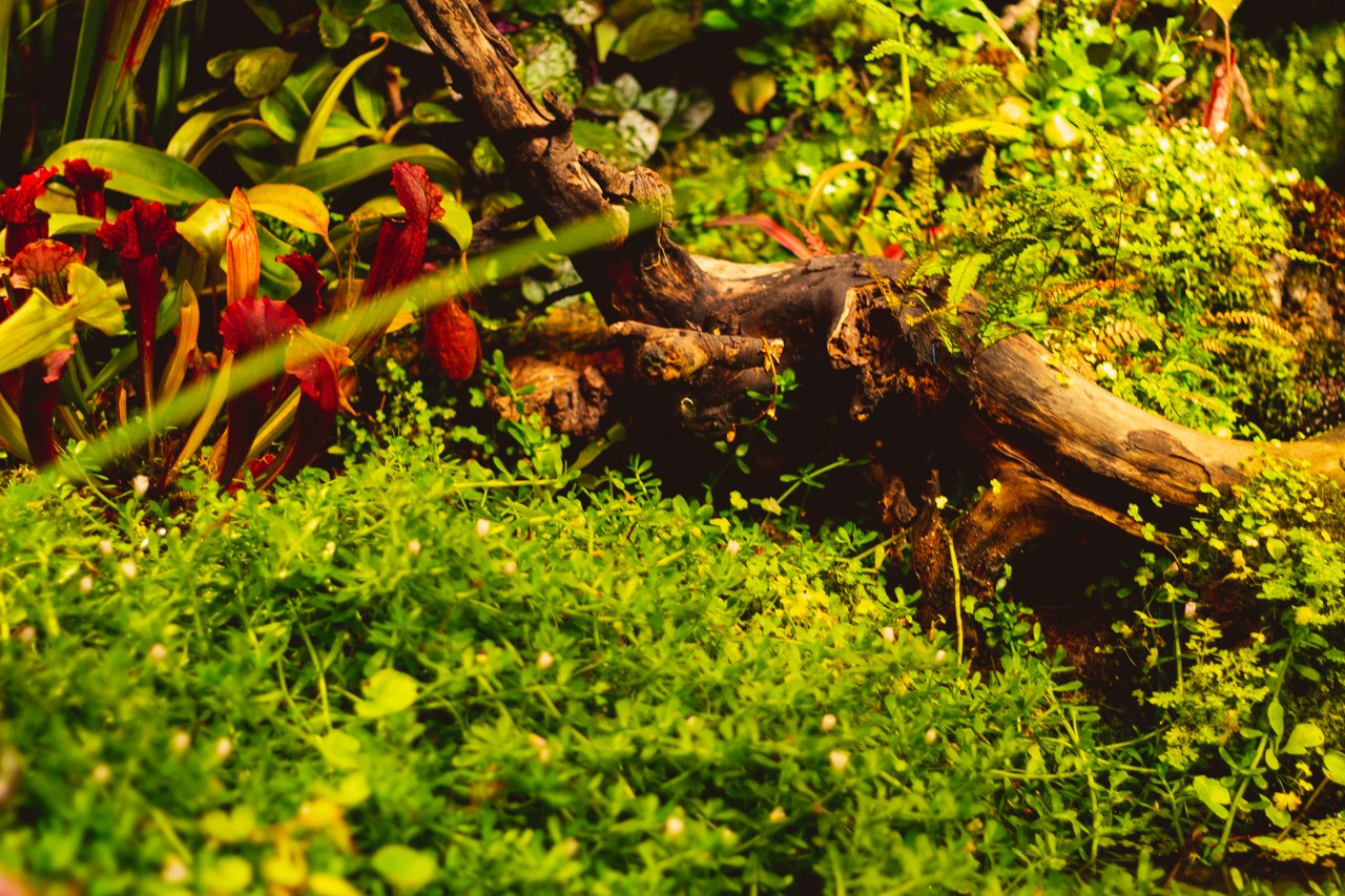 Petro Art — квартет в Таврическом саду (Рок Хиты). EvgenyCraft