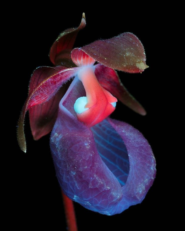 Светящиеся цветы | SVЕТЫ