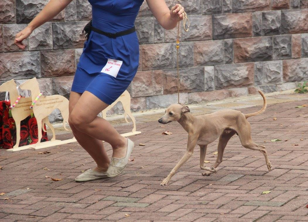 Организация монопородной выставки. Профессиональный питомник левреток РКФ/FCI ASTI SAPPHIRE 💎 Сочи|Санкт-Петербург