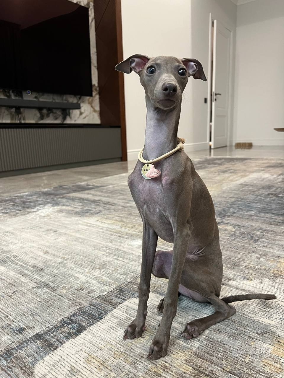 Всегда вместе. Профессиональный питомник левреток РКФ/FCI ASTI SAPPHIRE 💎 Сочи|Санкт-Петербург