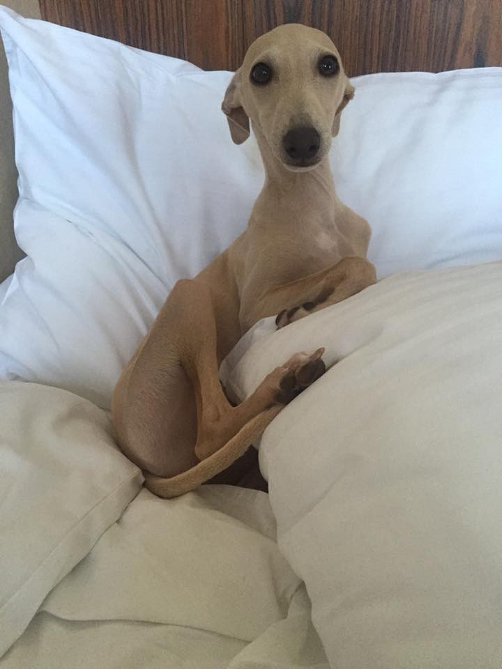 Хроника с Чемпионата Мира. Профессиональный питомник левреток РКФ/FCI ASTI SAPPHIRE 💎 Сочи|Санкт-Петербург