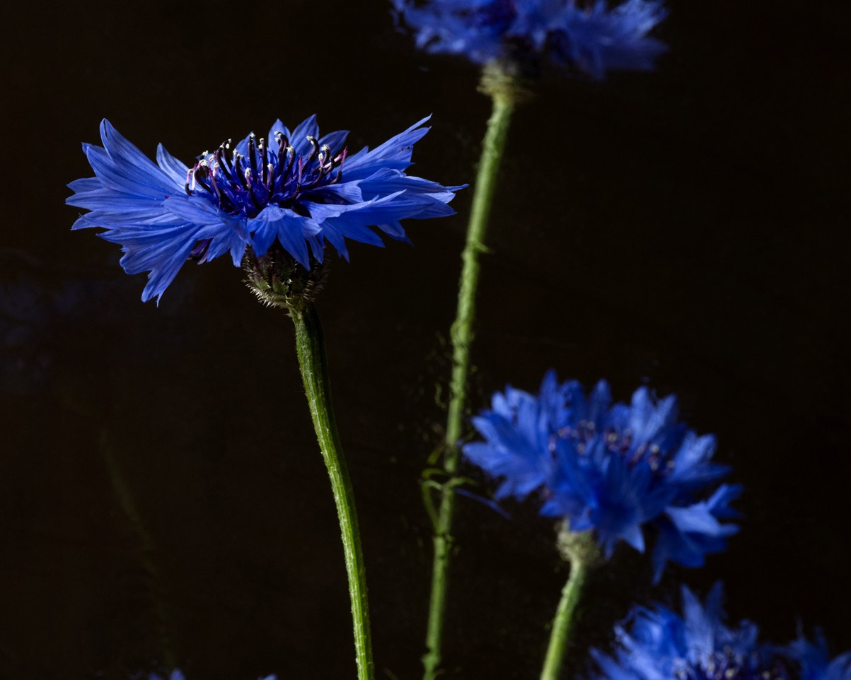 Chorus. Author’s fine art prints with international delivery