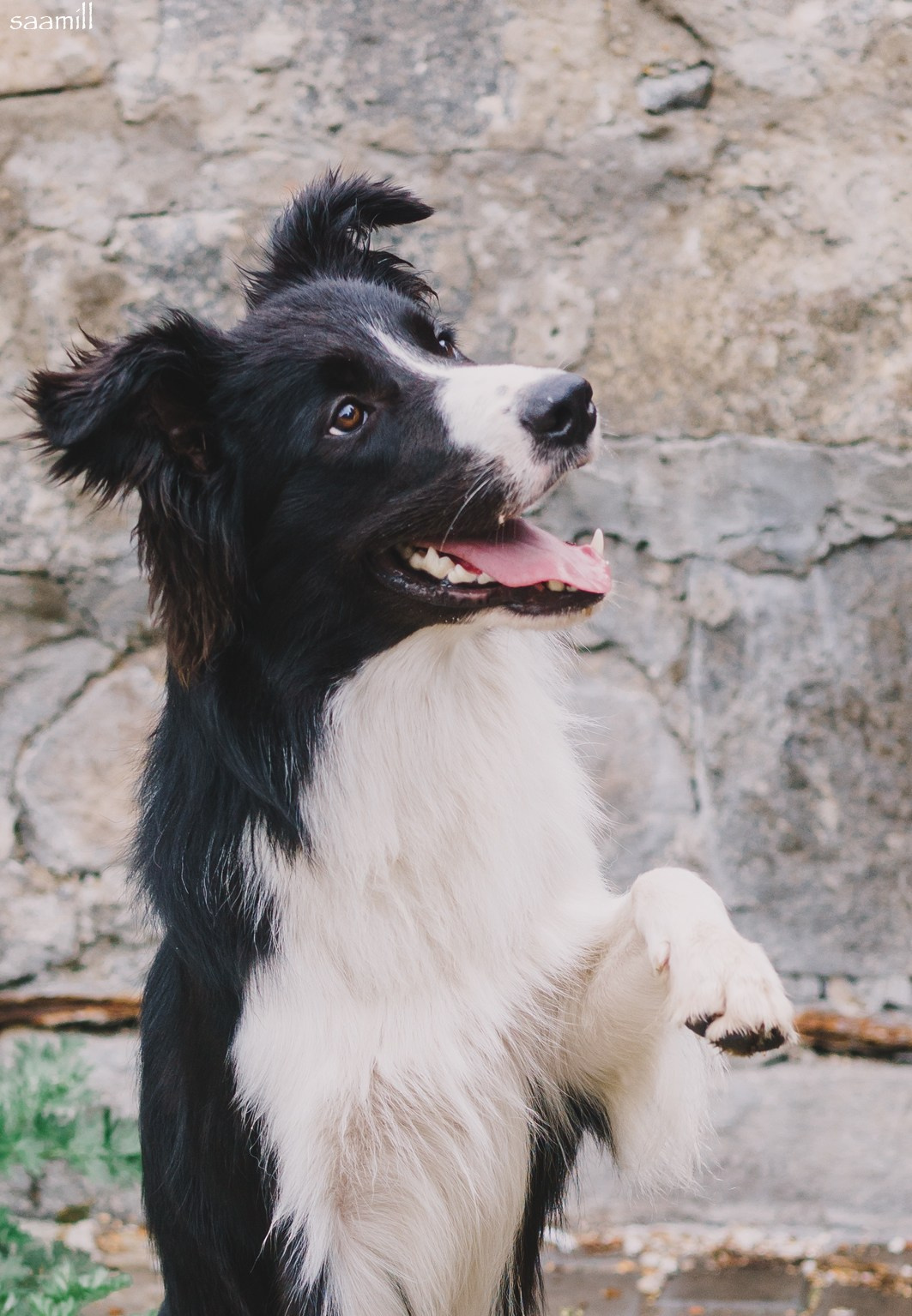 Life with dog. Saamill