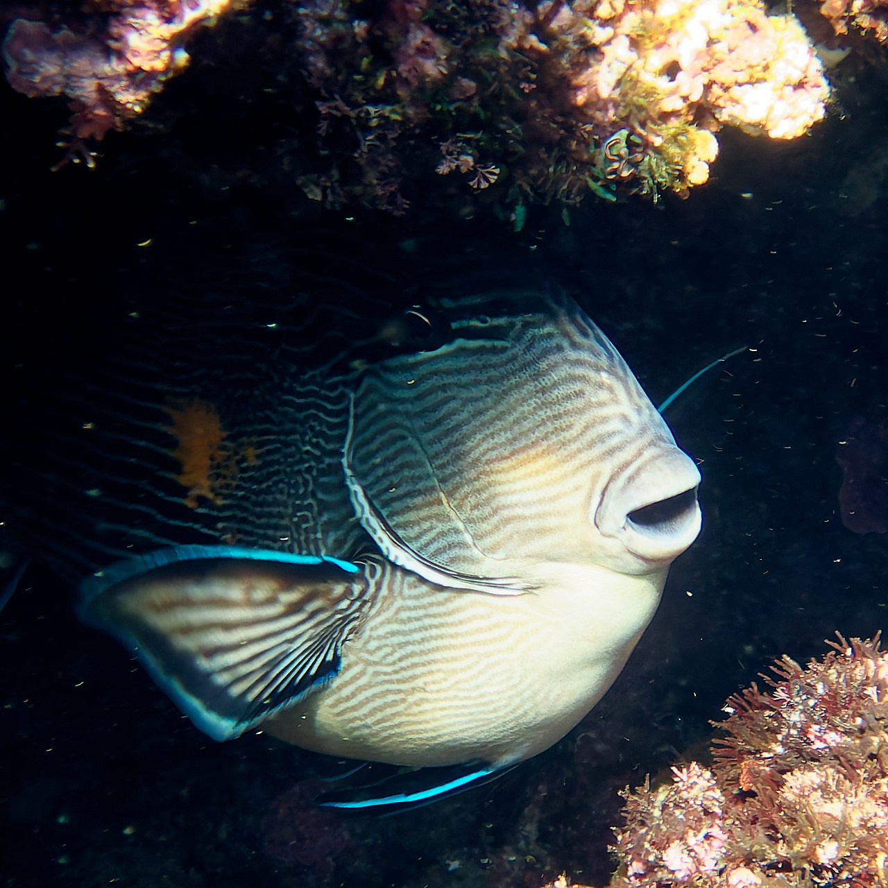 Мне посмотреть. Рыбов показываю