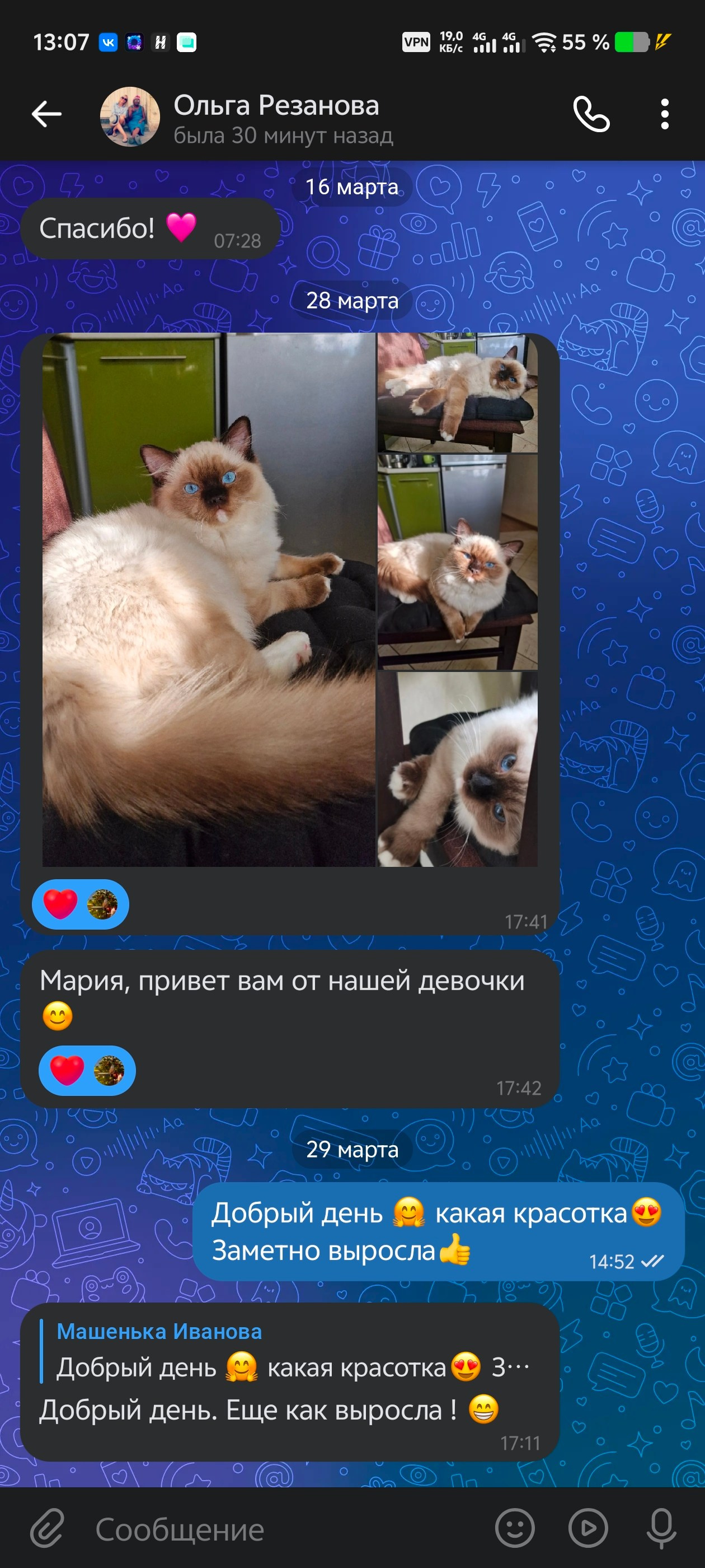 Выпускники Loyal Adore. Питомник рэгдолл Loyal Adore