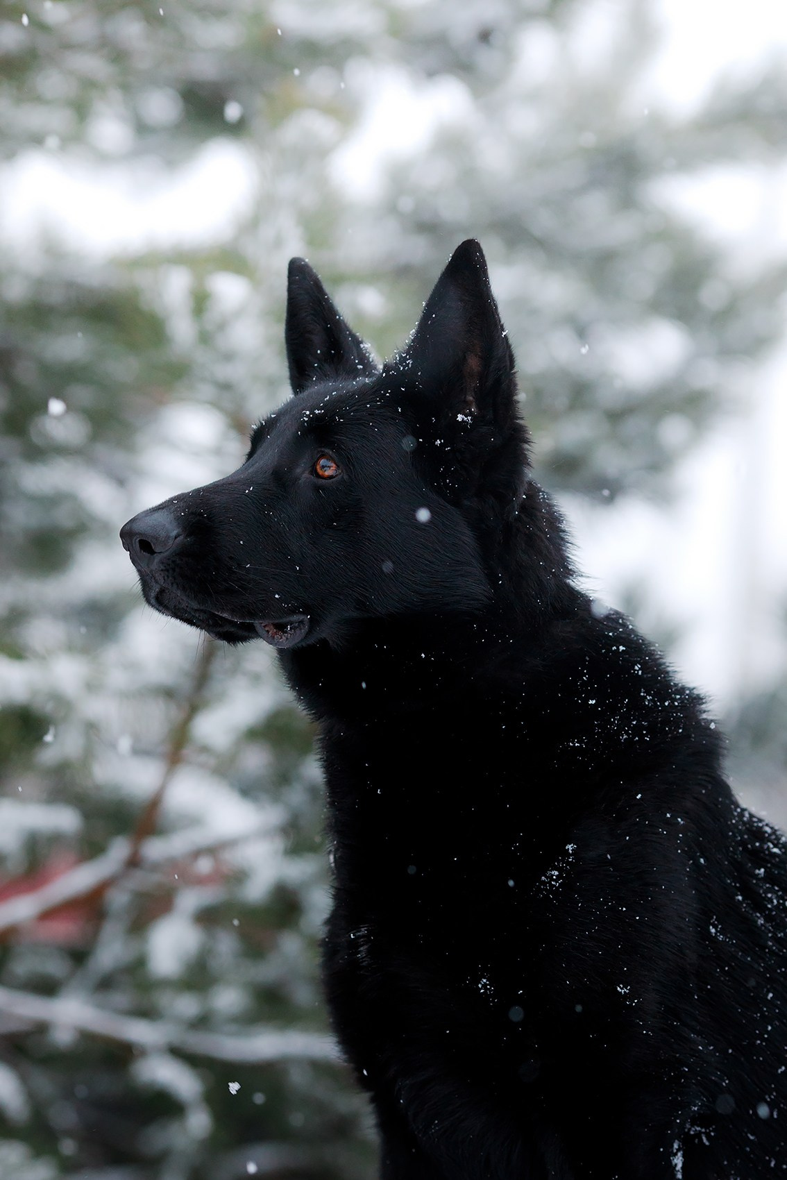 Зимние портреты. Фотограф-анималист Mary Mart — Москва, Питер
