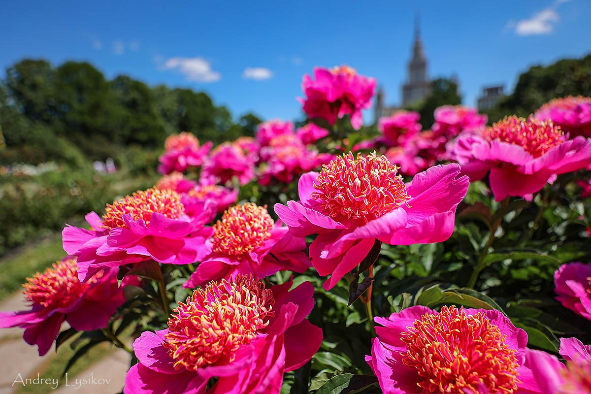 Цветы. Ландшафтный фотограф Андрей Лысиков, Москва