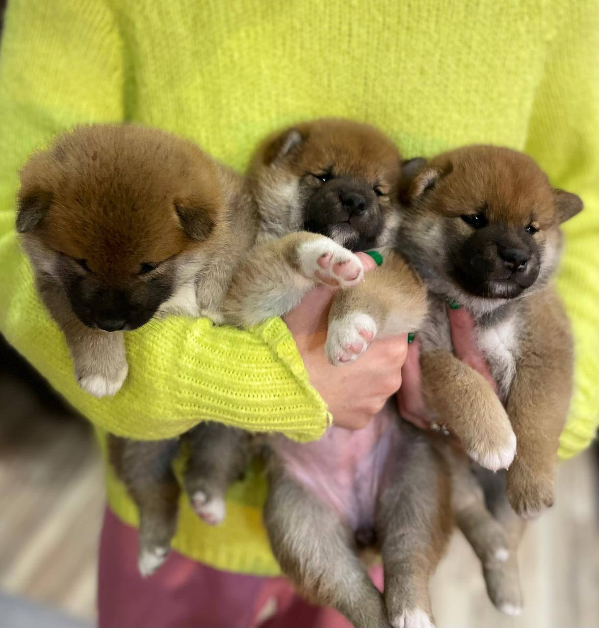 сиба питомник Рубилайт щенки на продажу rubylight  сиба щенки купить СПб Санкт-Петербург