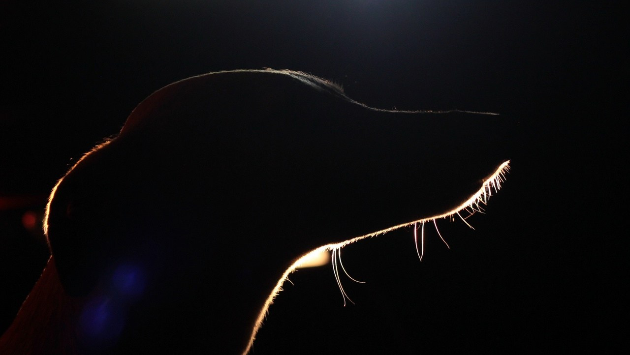 Отзывы. Фотограф Анастасия Ветковская, Москва