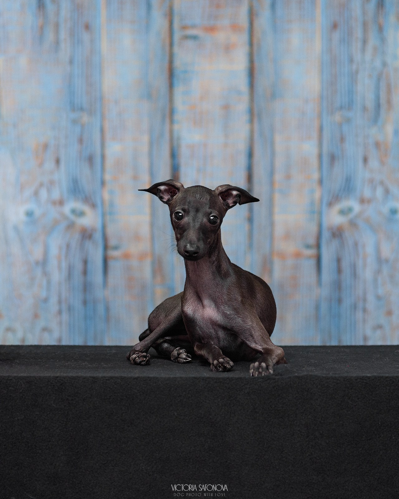 Левретка 11.02.2024. Фотограф анималист Благовещенск. Сафонова Виктория