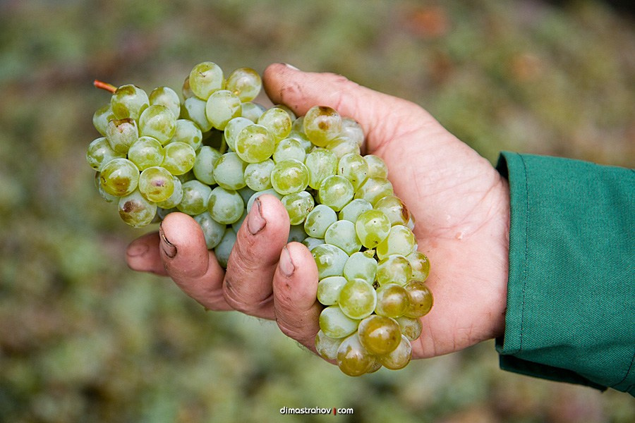 Винзавод Качинский +. Свадебный фотограф, фотосъемка в Крыму, Севастополе, Симферополе, Ялте