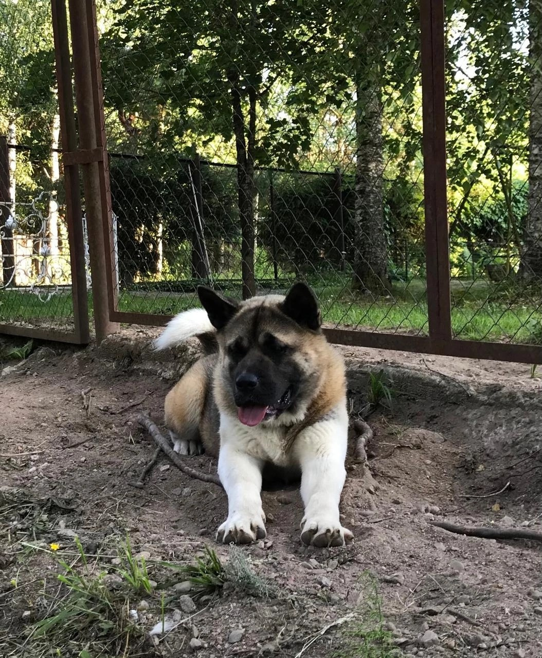 Американская акита Rubylight Sweet dream (RUBYLIGHT BIYA & Dilinze's Hause Orion)