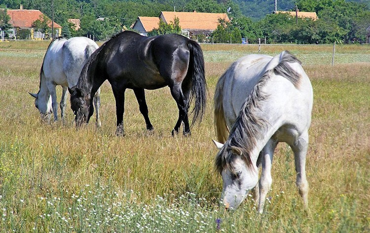 How to buy a horse. Liana Antanovich | Equestrian Strategies