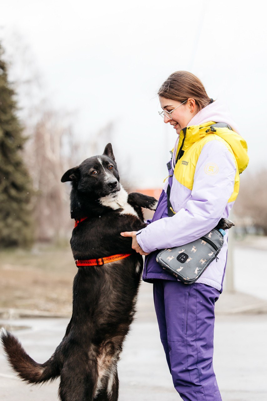 Прогулки и волонтерство. Забери домой друга