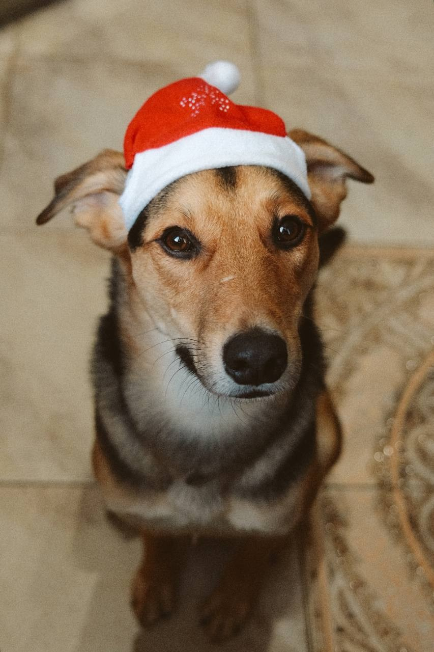 Уже дома. Забери домой друга