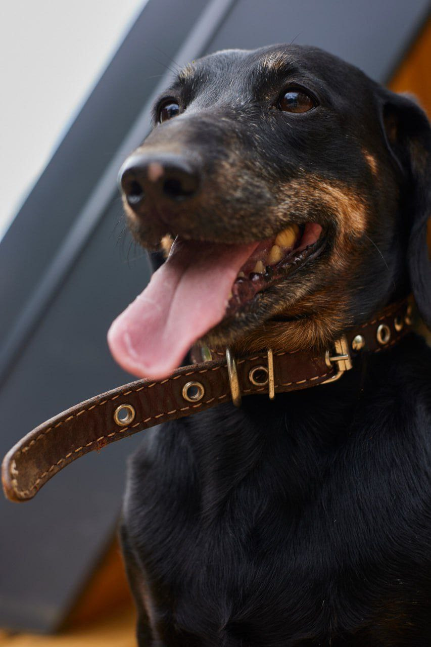 Ральф. Фотограф Никонова Софья