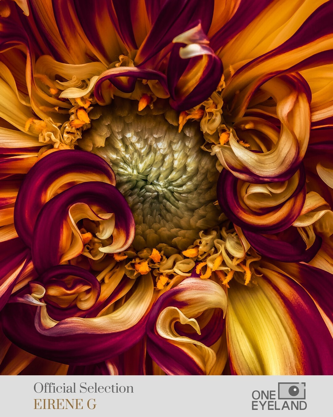 ONEEYELAND GALLERY. Eirene G |  Photoartist | Flowers from my garden